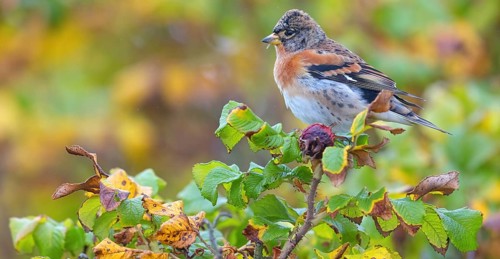 Brambling (Fringilla montifringilla), spring, foraging, Battenberg, Heligoland,