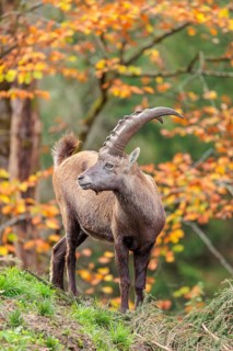 A male ibex (Capra ibex) standing on a cloudy day on a green meadow on hilly terrain . A forest in