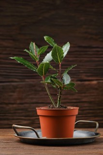 A small bay leaf plant in a terracotta pot, sitting on a circular metal tray. The rustic wooden