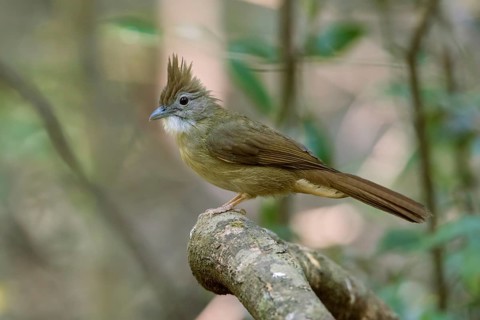 Ochraceous Bulbul (Alophoixus ochraceus hallae) perched on a branch, Di Linh, Vietnam