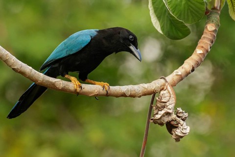 Yucatan Jay (Cyanocorax yucatanicus) perched on a brnach near Cancun on the Yucatan Peninsula of
