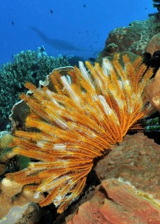 Close-up of yellow Bennnetti's Yellow Feather Star (Oxycomanthus bennetti) hair star in colourful