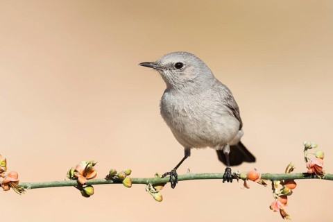 Blackstart (Oenanthe melanura) perched on a branch, Eilat, Israel