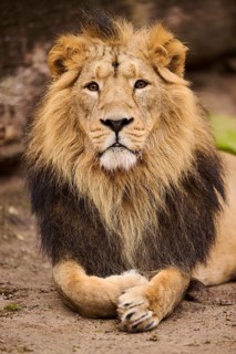 Asiatic lion (Panthera leo persica) male lying on the ground, Germany