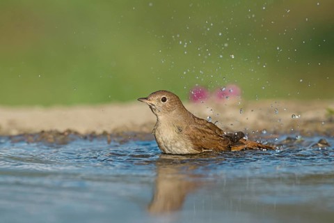 Common Nightingale (Luscinia megarhynchos) bathing in waterhole, Aosta Valley, Italy