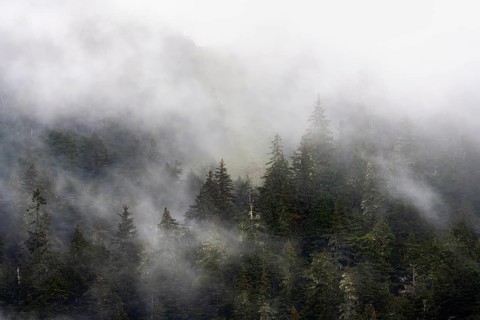 Dense forest on mountain slopes, mystical fog sweeping through the forest, Kenai Fjords National