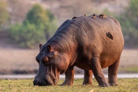 Hippopotamus (Hippopatamus amphibius) grazing, Chobe River, Ihaha, Chobe National Park, Botswana