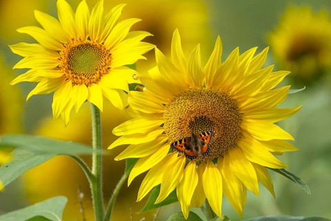 Small tortoiseshell butterfly (Aglais urticae) adult insect feeding on a sunflower flower in