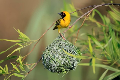 Masked Weaver (Ploceus velatus), adult, male, at the nest, alert, Pilanesberg National Park, North