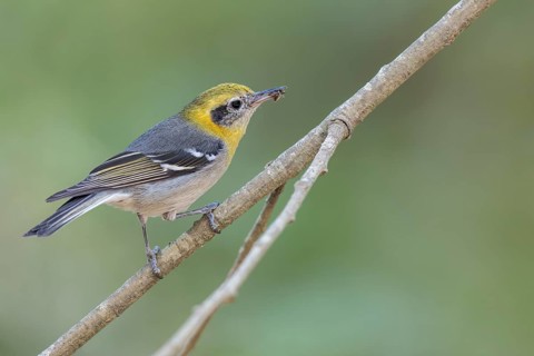 Olive Warbler (Peucedramus taeniatus) perched on a branch in Oaxaca, Mexico