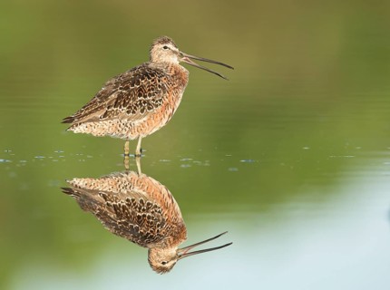 Long-billed Dowitcher (Limnodromus scolopaceus) calling, Texas, USA