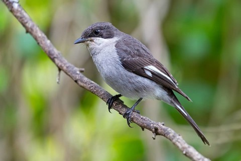 Sigelus silens, Fiscal Flycatcher, Gobemouche fiscal, Papamoscas fiscal, Garden Route National