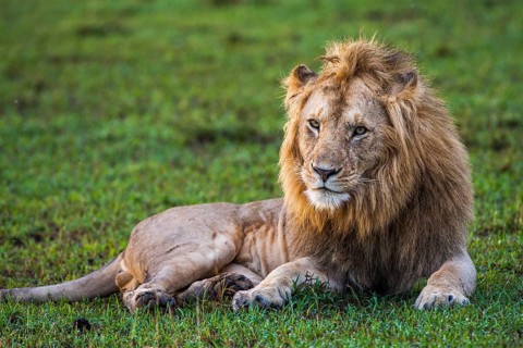 Resting lion (Panthera leo), male, Masai Mara, Kenya