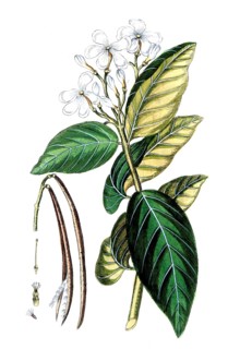 Nerium antidyssentericum, Wrightia antidysenterica, coral whorl or Tellicherry bark, is a flowering