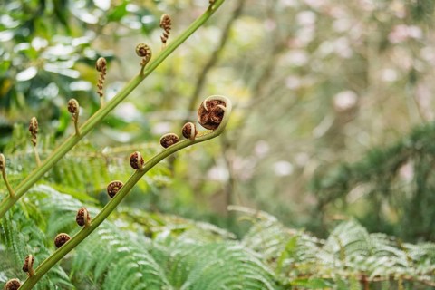 Close-up of vibrant fern fronds unrolling against a lush forest backdrop. The natural details
