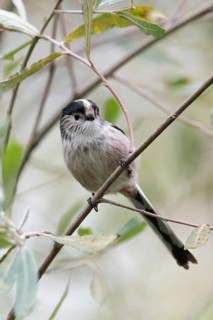A charming Long-tailed Tit, Aegithalos caudatus, perches gracefully on a delicate branch among lush