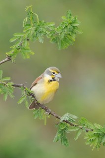 Dickcissel (Spiza americana) perched on a branch, Texas, USA