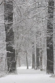 Winter Avenue, Germany
