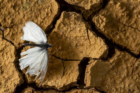 A delicate cabbage butterfly with tattered wings rests on cracked, dry earth, symbolizing
