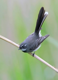 Grey Fantail (Rhipidura albiscapa), Victoria, Australia