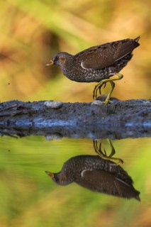 Spotted Crake (Porzana porzana), Saxony, Germany