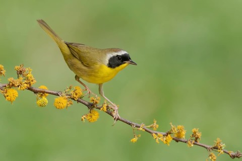 Common Yellowthroat (Geothlypis trichas) male perched on a branch, Texas, USA