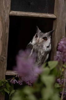 Southern White-faced Owl (Ptilopsis granti) captive, Germany
