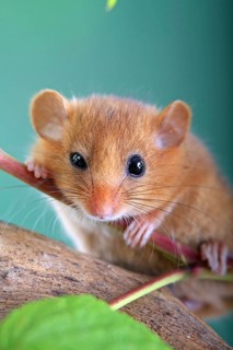 Dormouse (Muscardinus avellanarius) in a raspberry bush Federal Republic of Germany