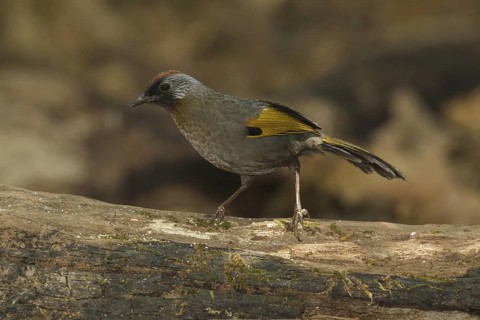 Silver-eared Laughingthrush (Trochalopteron melanostigma), Doi Lang, Thailand