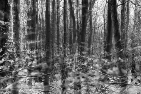 Details, Primeval forest Urwald Sababurg, Hofgeismar, Weser Uplands, Weserbergland, Hesse, Germany
