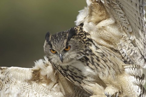 Eurasian Eagle-Owl (Bubo bubo), United Kingdom