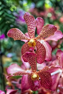 Orchid flowers with purple dots in the botanical garden in Singapore