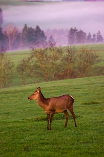 A female Altai maral, Altai wapiti or Altai elk (Cervus canadensis sibiricus) stands on a meadow in