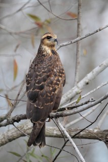 Snail Kite (Rostrhamus sociabilis), Florida, USA