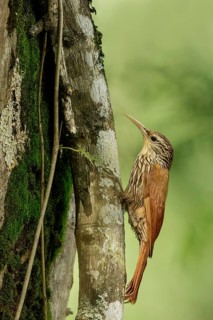 Streak-headed Woodcreeper (Lepidocolaptes souleyetii) perched on a branch in the South of Ecuador