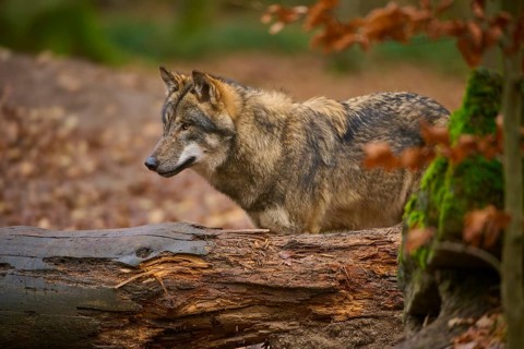 A wolf stands attentively in front of a moss-covered log in the forest, Wolf (Canis lupus), Germany