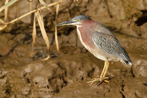 Green Heron (Butorides s. virescens) in a wetland area in Costa Rica
