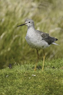 Lesser Yellowlegs (Tringa flavipes), Falkland Islands
