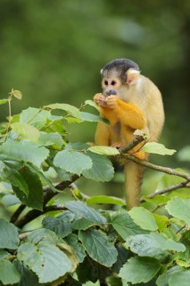 Black-capped squirrel monkey or black-capped squirrel monkey (Saimiri boliviensis), juvenile,