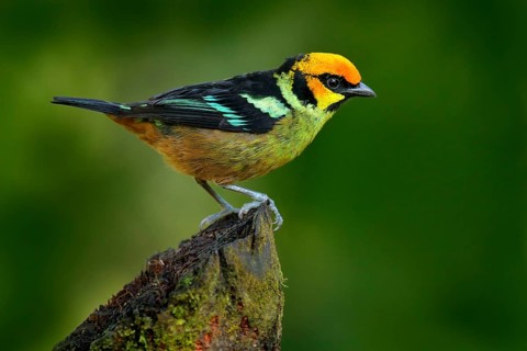 Flame-faced tanager, Tangara parzudakii, sitting on beautiful mossy branch. Bird from Mindo,