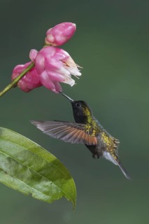 Black-bellied Hummingbird (Eupherusa nigriventris), Costa Rica
