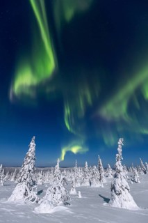 Northern lights, Aurora borealis over snow covered spruce trees on the taiga in winter at night,