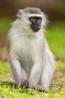 Vervet Monkey, (Chloroebus pygerythrus), vervet monkey, monkey, monkeys, primate, primates, family