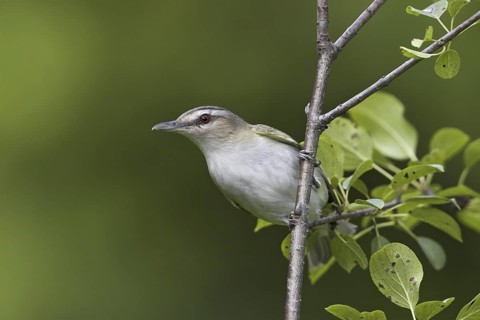 Red-eyed Vireo (Vireo olivaceus), Ontario, Canada