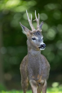 Portrait of a male Roe Deer, Roe buck (Capreolus capreolus). Some green vegetation in the distant