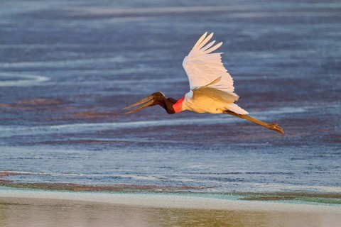 A large bird flies over water in the soft morning light, Jabiru (Jabiru mycteria), Pantanal, Mato