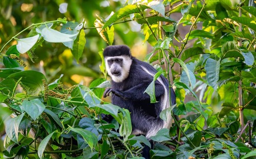 West African guereza or mantelaffe (Colobus guereza occidentalis) eating leaves, Bigodi, Western