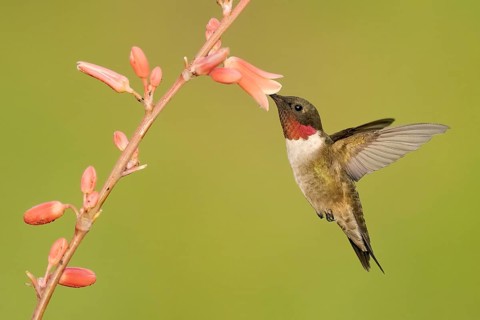 Ruby-throated Hummingbird (Archilochus colubris) male flying while feeding on flower nectar, Texas,