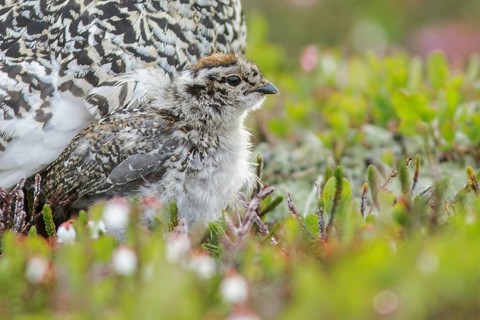 White-tailed Ptarmigan (Lagopus leucurus) in the alpine habitat of British Columbia, Canada