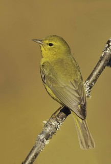 Orange-crowned Warbler (Leiothlypis celata), British Columbia, Canada